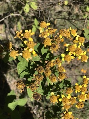 Zaluzania montagnifolia