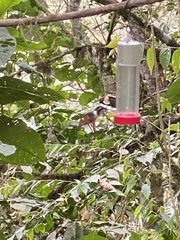 Philodice mitchellii