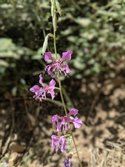 Clarkia borealis