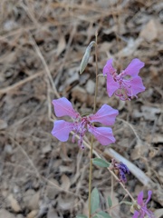 Clarkia borealis