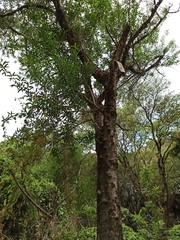 Sapium haematospermum