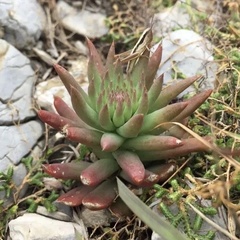 Orostachys