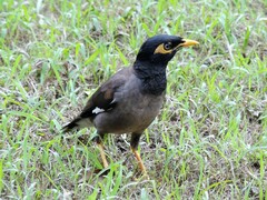 Acridotheres tristis