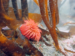 Anemonia alicemartinae