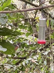 Philodice mitchellii