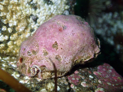 Crossata ventricosa