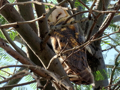 Tyto alba poensis