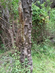 Sapium haematospermum