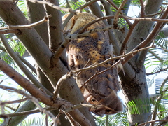 Tyto alba poensis