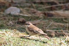 Cinclodes albiventris