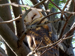 Tyto alba poensis