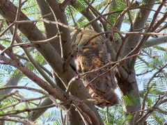 Tyto alba poensis