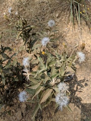 Arnica venosa
