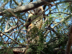 Tyto alba poensis