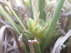 Carex decurtata