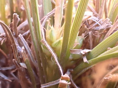 Carex decurtata