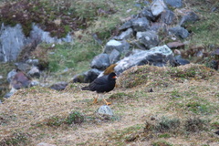 Daptrius megalopterus