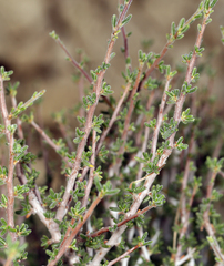 Cercocarpus intricatus