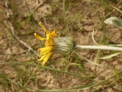 Senecio crassiflorus