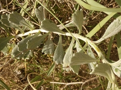 Senecio crassiflorus