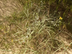 Senecio crassiflorus