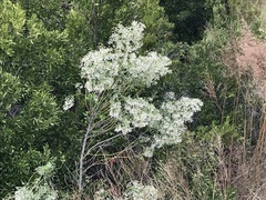 Baccharis halimifolia