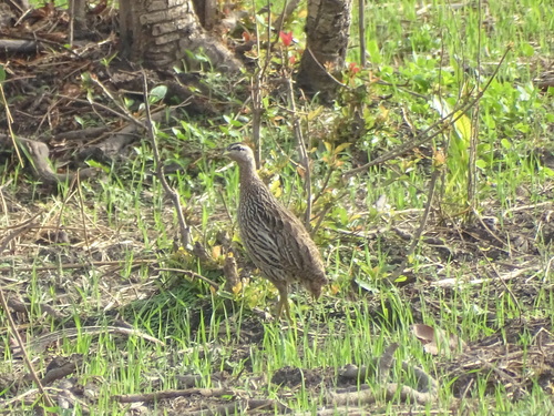 Double-spurred Spurfowl