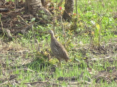 Pternistis bicalcaratus