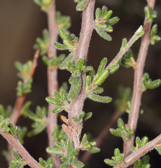 Cercocarpus intricatus