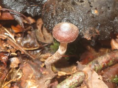 Cortinarius hemitrichus