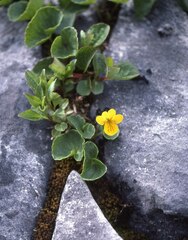 Viola biflora carlottae