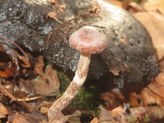 Cortinarius hemitrichus