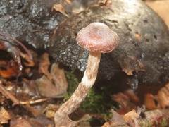 Cortinarius hemitrichus