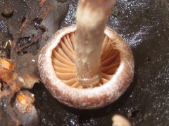 Cortinarius hemitrichus