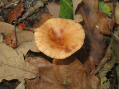 Lactarius tabidus