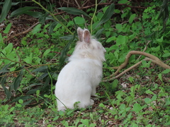 Oryctolagus cuniculus domesticus
