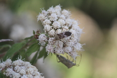 Hypselonotus punctiventris