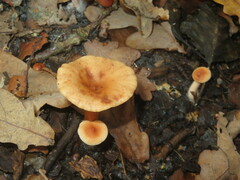 Lactarius tabidus