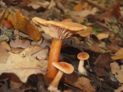 Lactarius tabidus