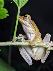 Polypedates occidentalis