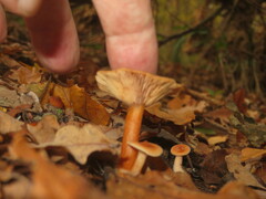 Lactarius tabidus