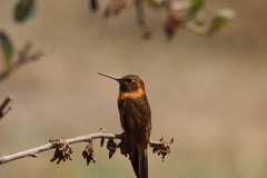 Aglaeactis cupripennis