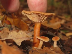 Lactarius tabidus