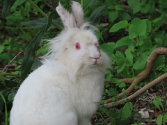 Oryctolagus cuniculus domesticus