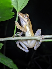 Polypedates occidentalis