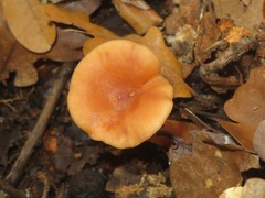 Lactarius tabidus