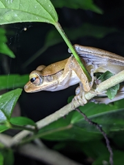 Polypedates occidentalis