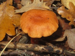 Lactarius tabidus