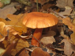 Lactarius tabidus
