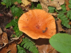 Lactarius tabidus